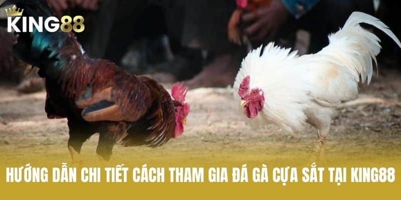 Hướng dẫn chi tiết cách tham gia đá gà cựa sắt tại KING88