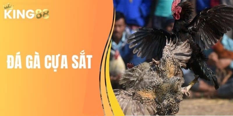 Đá gà cựa sắt