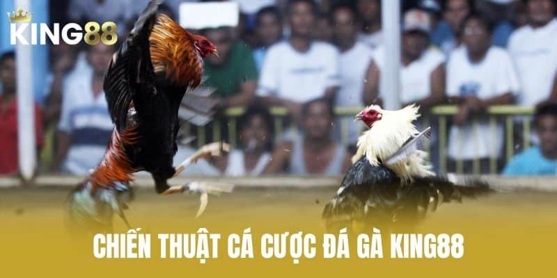 Chiến Thuật Cá Cược Đá Gà KING88