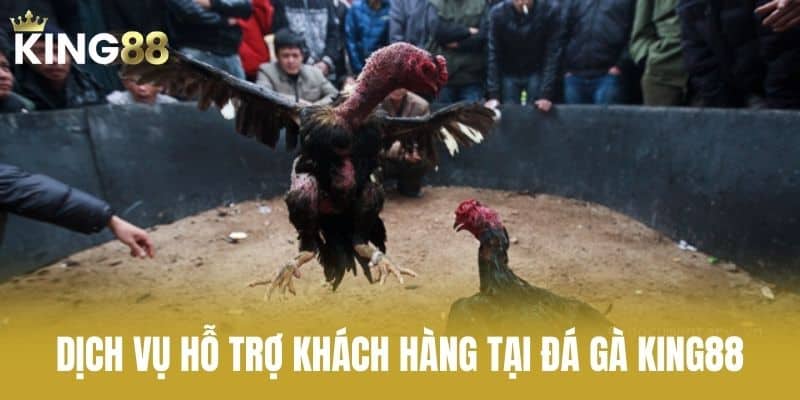 Dịch Vụ Hỗ Trợ Khách Hàng Tại Đá Gà KING88