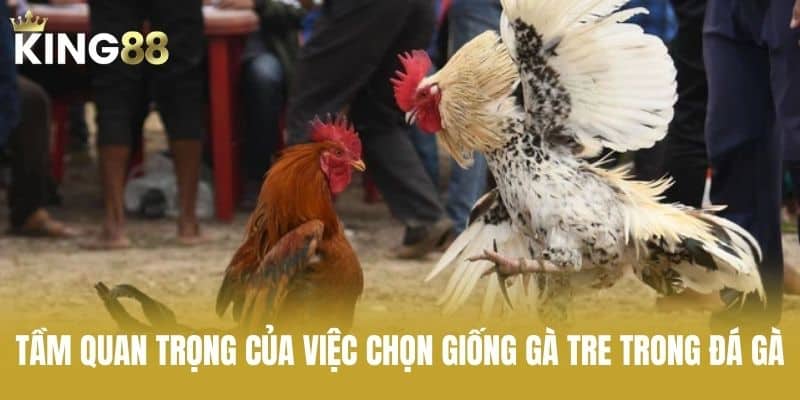 Tầm Quan Trọng Của Việc Chọn Giống Gà Tre Trong Đá Gà