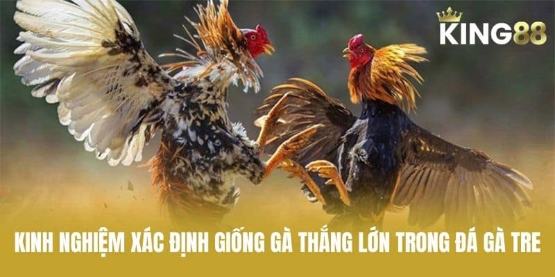 Kinh Nghiệm Xác Định Giống Gà Thắng Lớn Trong Đá Gà Tre