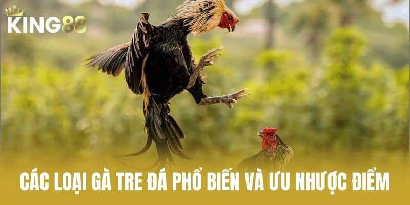 Các Loại Gà Tre Đá Phổ Biến Và Ưu Nhược Điểm