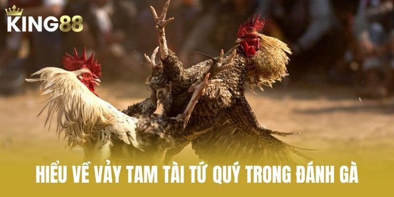Hiểu Về Vảy Tam Tài Tứ Quý Trong Đánh Gà
