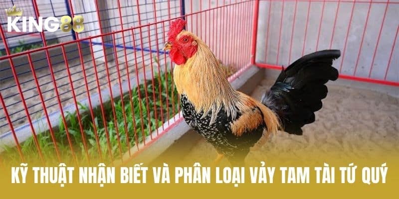 Kỹ Thuật Nhận Biết Và Phân Loại Vảy Tam Tài Tứ Quý