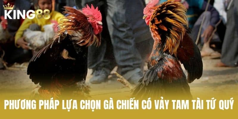 Phương Pháp Lựa Chọn Gà Chiến Có Vảy Tam Tài Tứ Quý