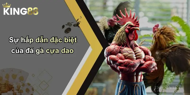 Sự hấp dẫn đặc biệt của đá gà cựa dao